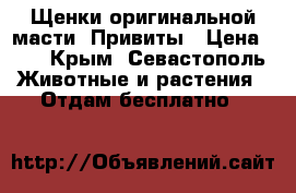 Щенки оригинальной масти. Привиты › Цена ­ 1 - Крым, Севастополь Животные и растения » Отдам бесплатно   